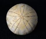 Holectypus depressus (LESKE 1778) - Bild © FossNet FossilienStore